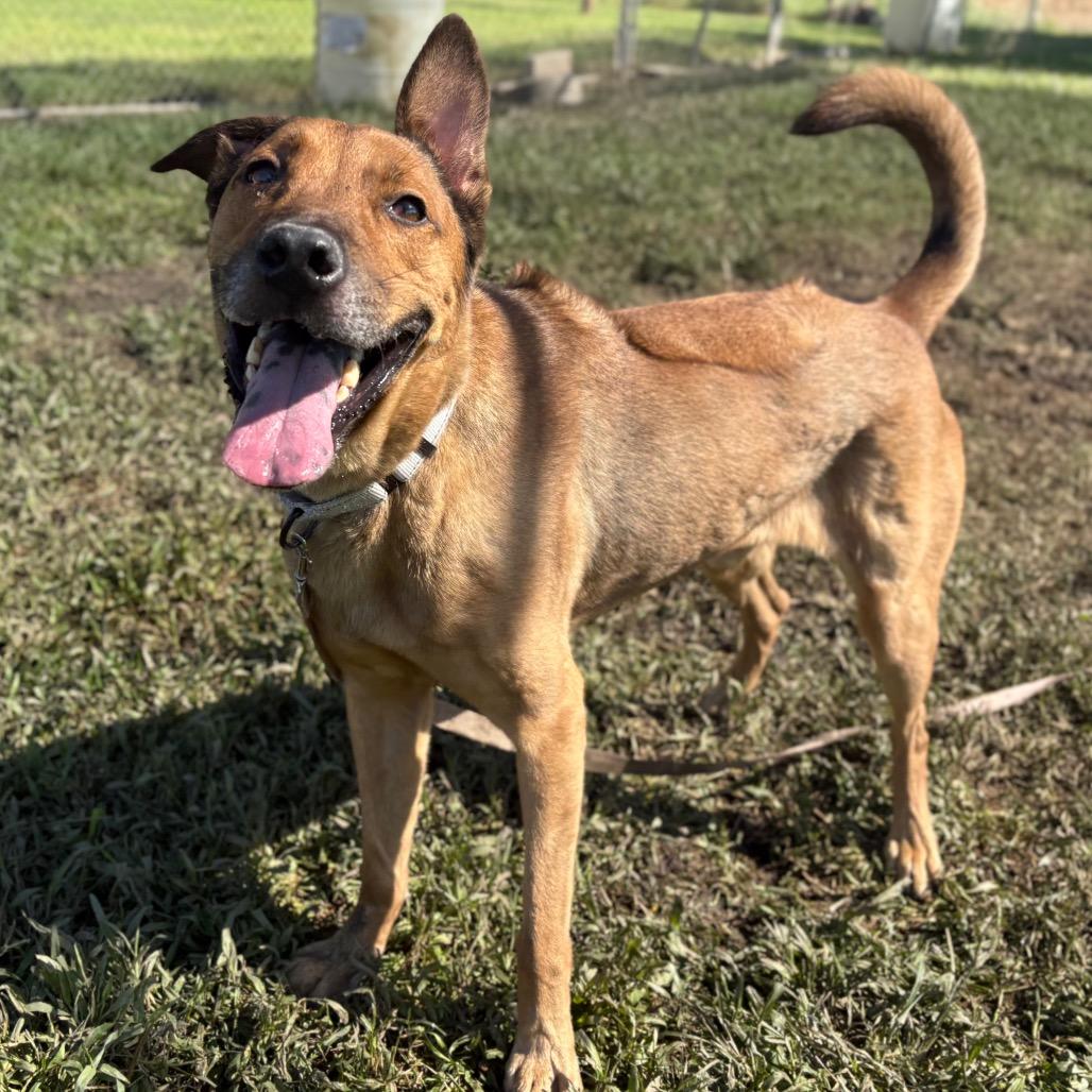Enlarge Bellinger, a Adoptable mixed breed in San Jacinto, CA image 5/6