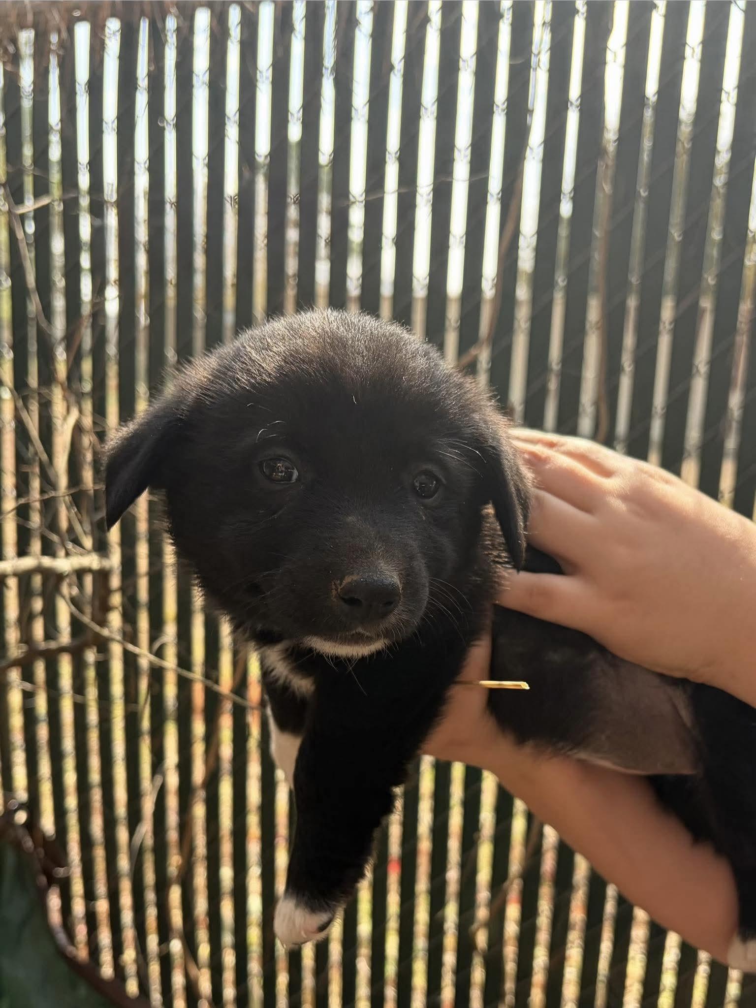 Enlarge Kase, a Adoptable mixed breed in New Baltimore, MI image 2/2