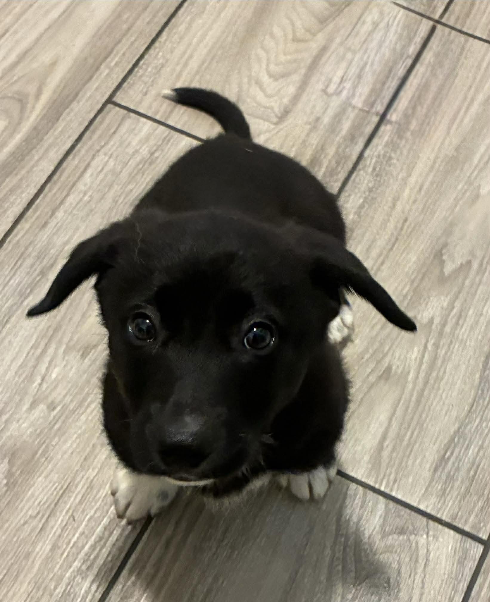 Enlarge Kase, a Adoptable mixed breed in New Baltimore, MI image 1/2