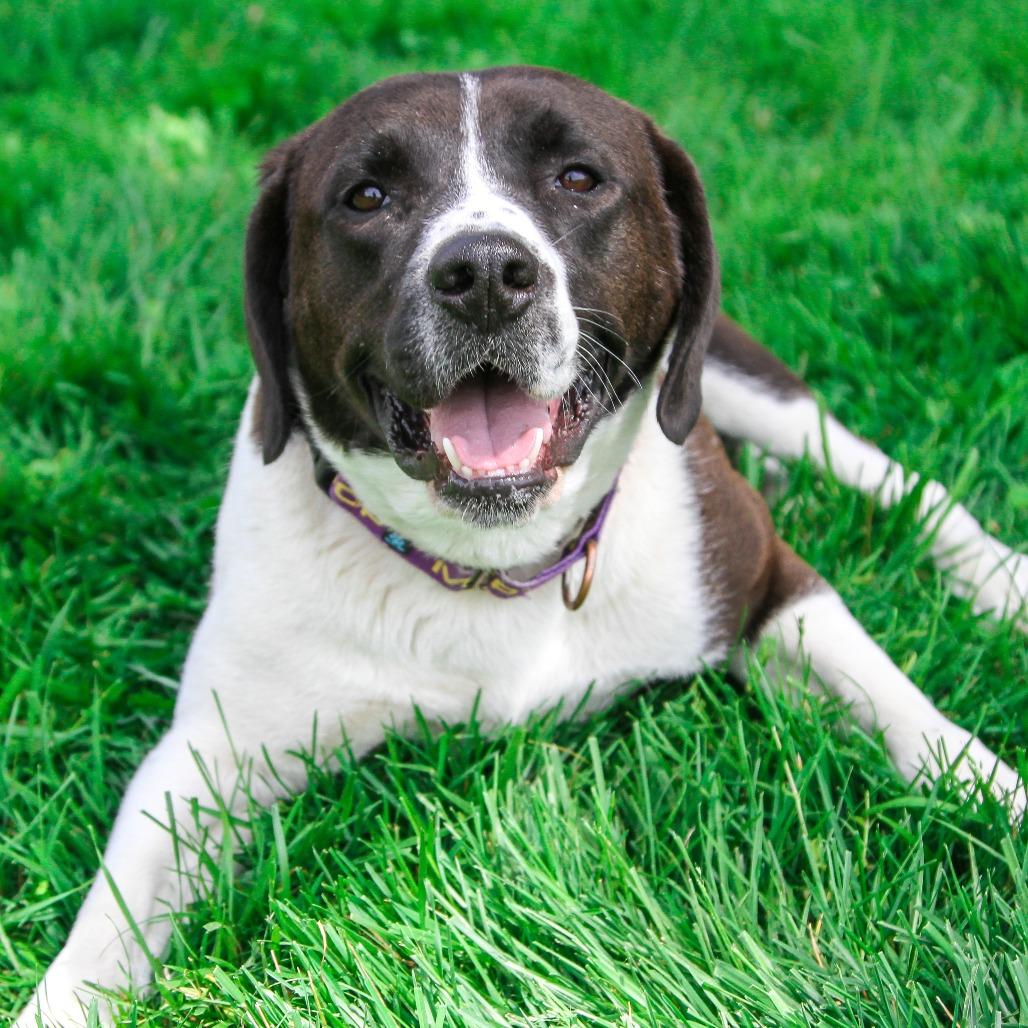 Enlarge Adora, a Adoptable Mixed Breed in Columbia, MO image 1/6