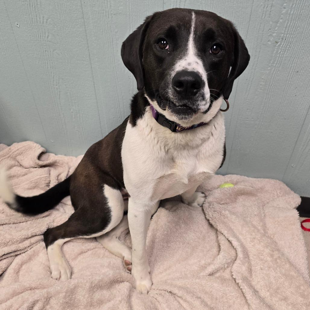 Enlarge Adora, a Adoptable Mixed Breed in Columbia, MO image 2/6