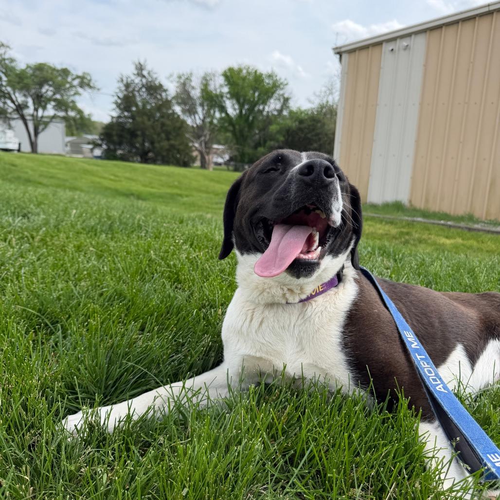 Enlarge Adora, a Adoptable Mixed Breed in Columbia, MO image 3/6
