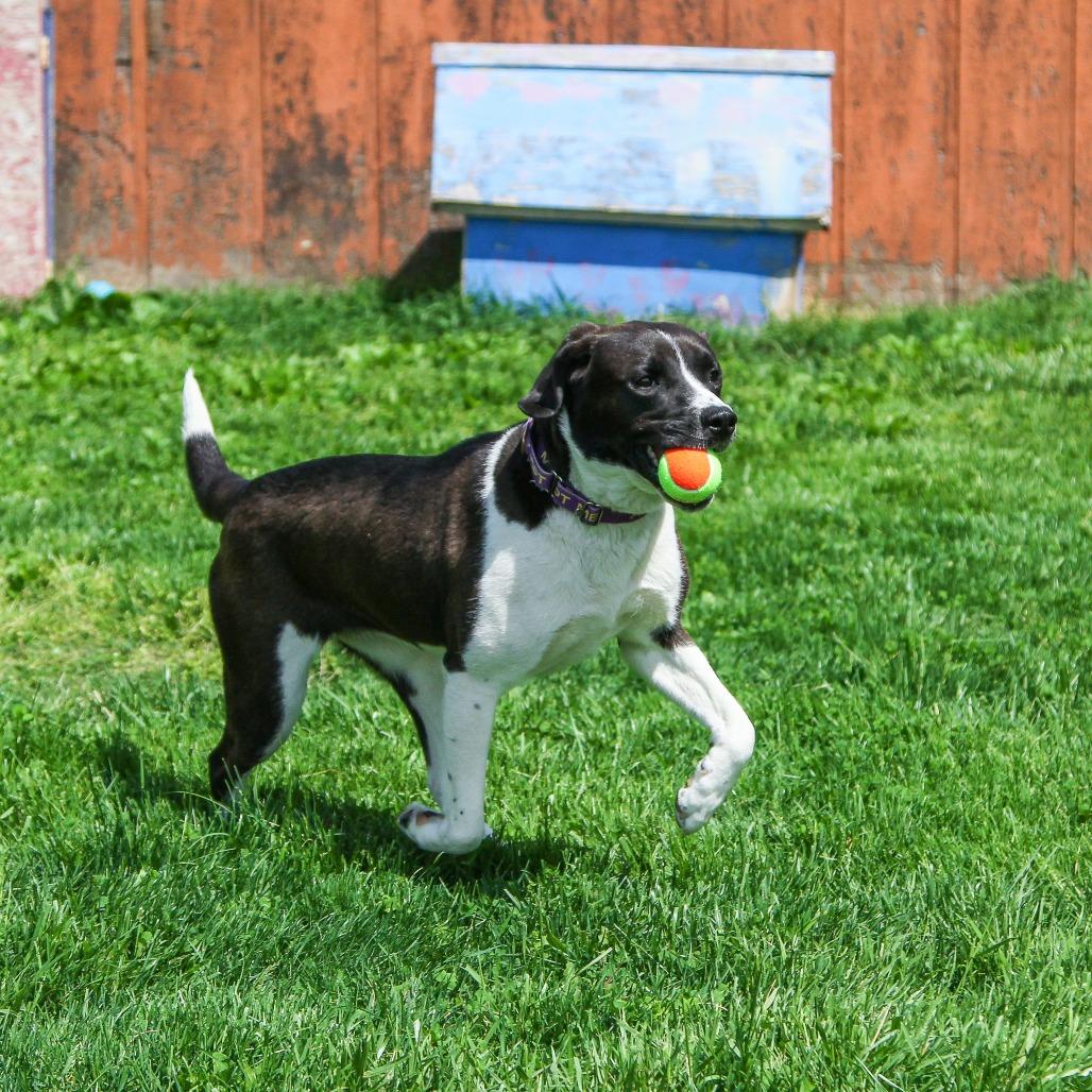 Enlarge Adora, a Adoptable Mixed Breed in Columbia, MO image 4/6