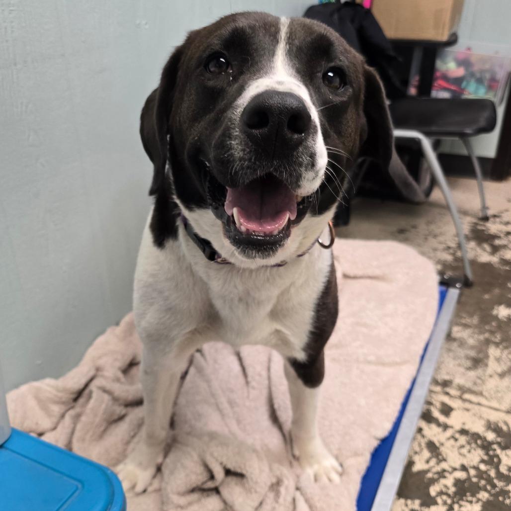 Enlarge Adora, a Adoptable Mixed Breed in Columbia, MO image 5/6