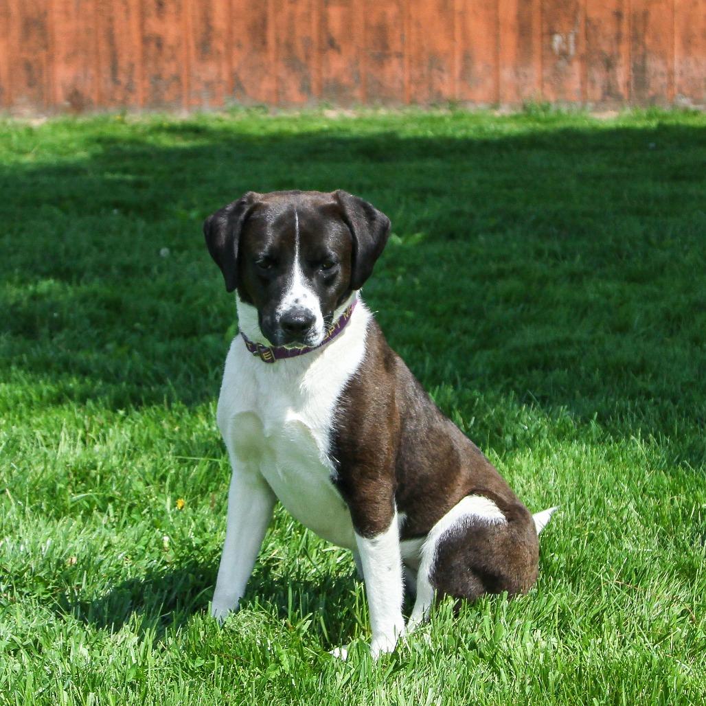 Enlarge Adora, a Adoptable Mixed Breed in Columbia, MO image 6/6
