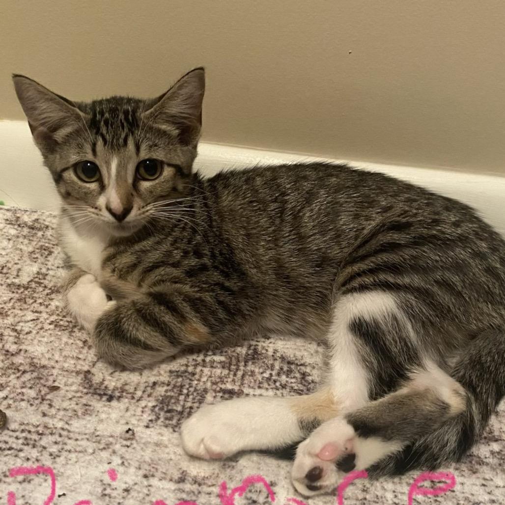 Primrose A26-164, Adoptable, Kitten Female Domestic Short Hair.