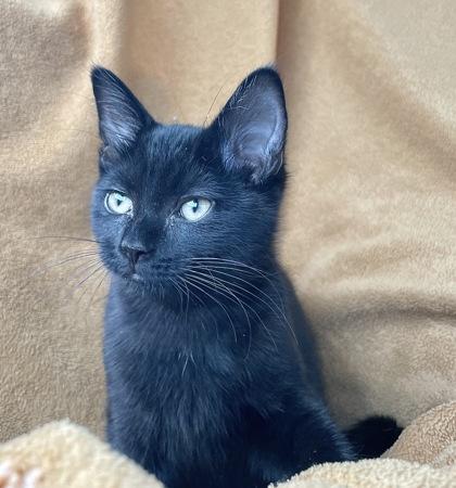 Juniper, ADOPTABLE, Young Female Domestic Short Hair.