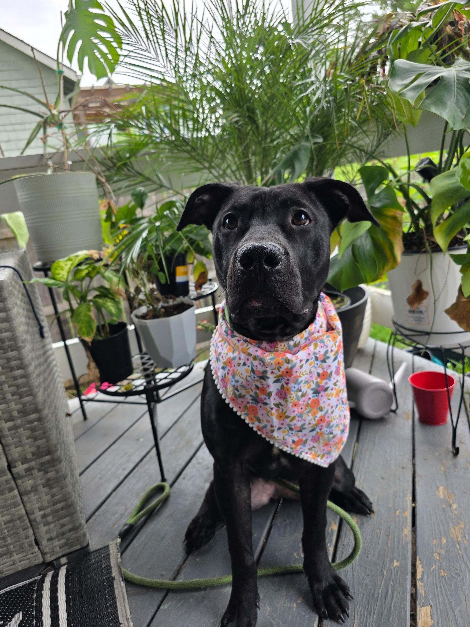 Enlarge Girly Pop, a ADOPTABLE mixed breed in Buffalo, NY image 5/5