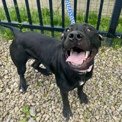 Enlarge Girly pop, a ADOPTABLE mixed breed in Buffalo, NY image 4/4