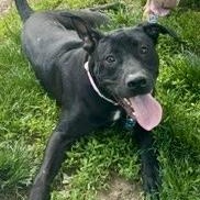Enlarge Girly pop, a ADOPTABLE mixed breed in Buffalo, NY image 2/4
