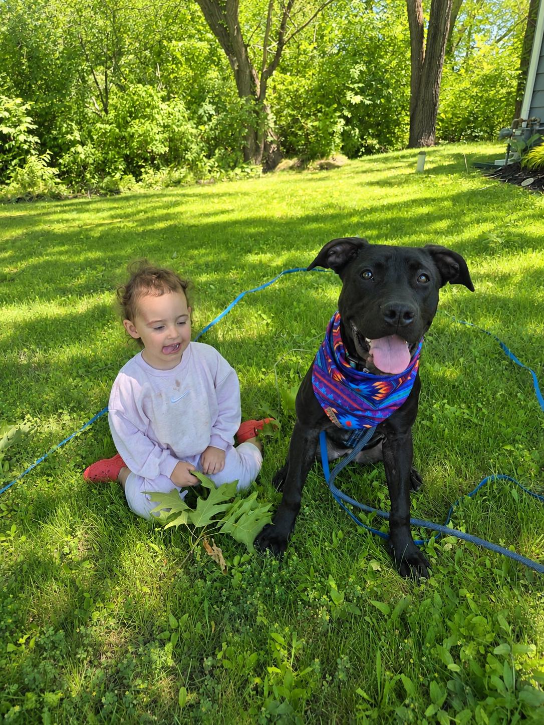 Enlarge Girly Pop, a ADOPTABLE mixed breed in Buffalo, NY image 4/5