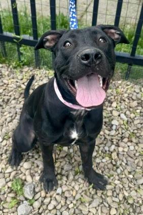 Enlarge Girly pop, a ADOPTABLE mixed breed in Buffalo, NY image 3/4