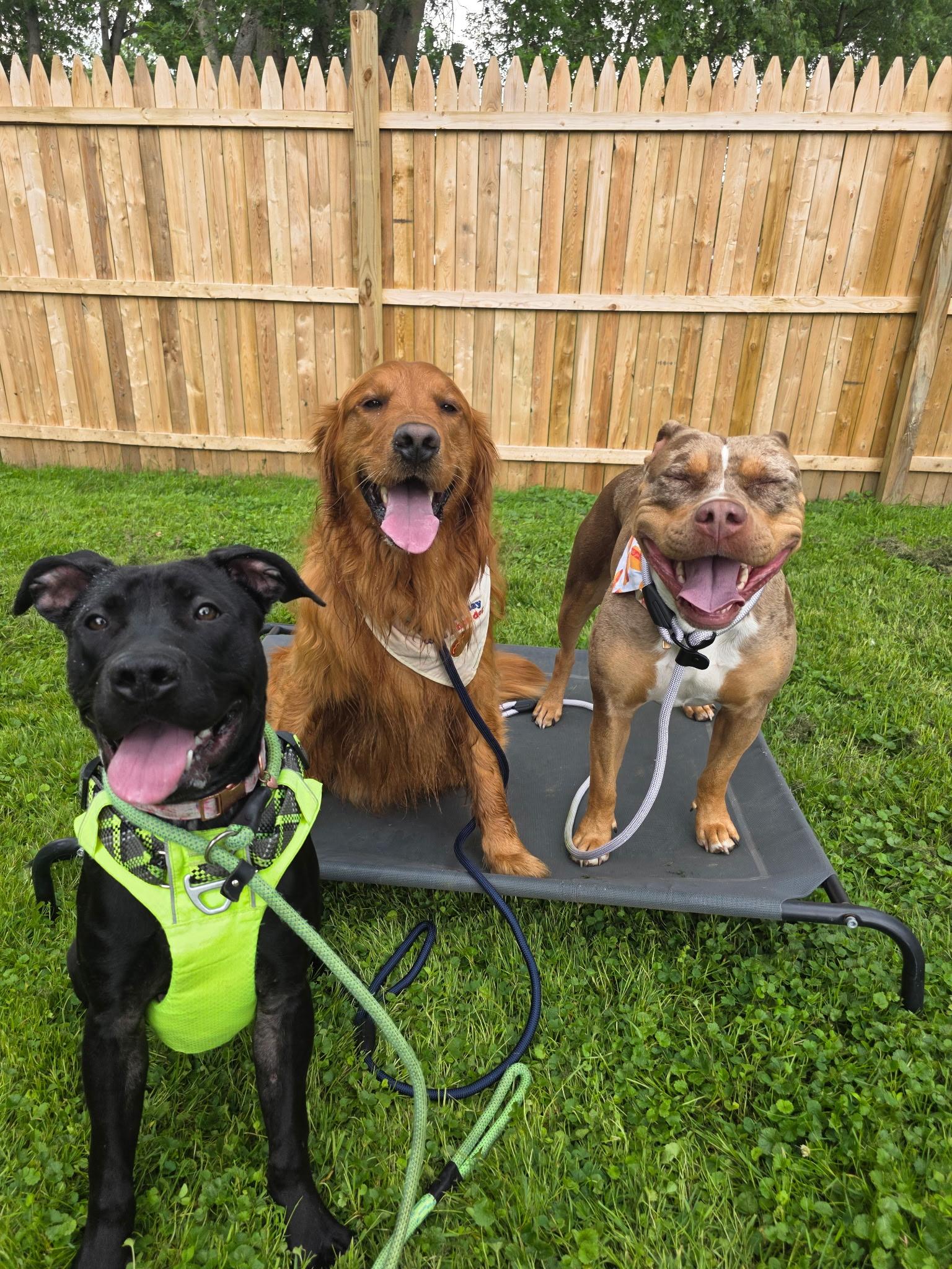 Enlarge Girly Pop, a ADOPTABLE mixed breed in Buffalo, NY image 2/5