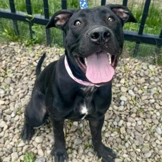 Enlarge Girly pop, a ADOPTABLE mixed breed in Buffalo, NY image 1/4