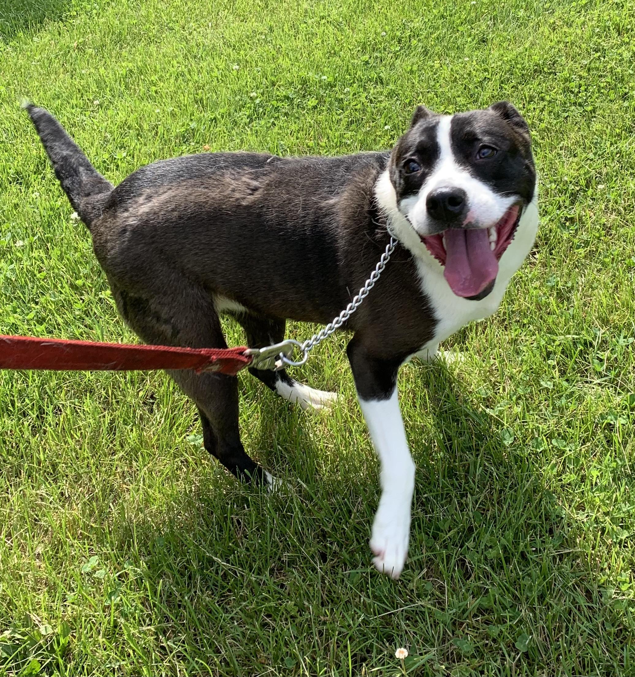 Gigi, a ADOPTABLE mixed breed in Massena, NY image 2/5