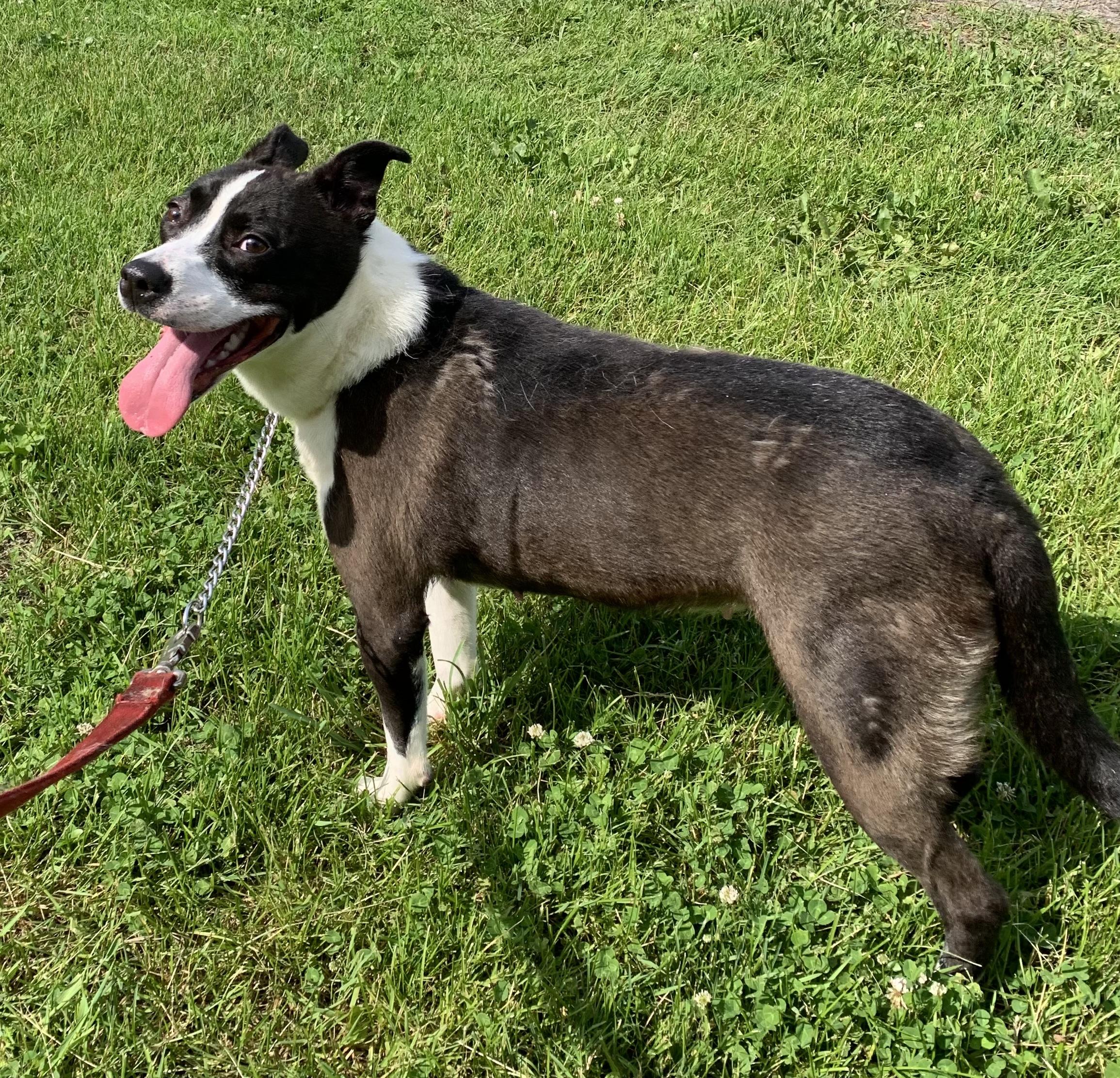 Gigi, ADOPTABLE, Adult Female American Staffordshire Terrier.