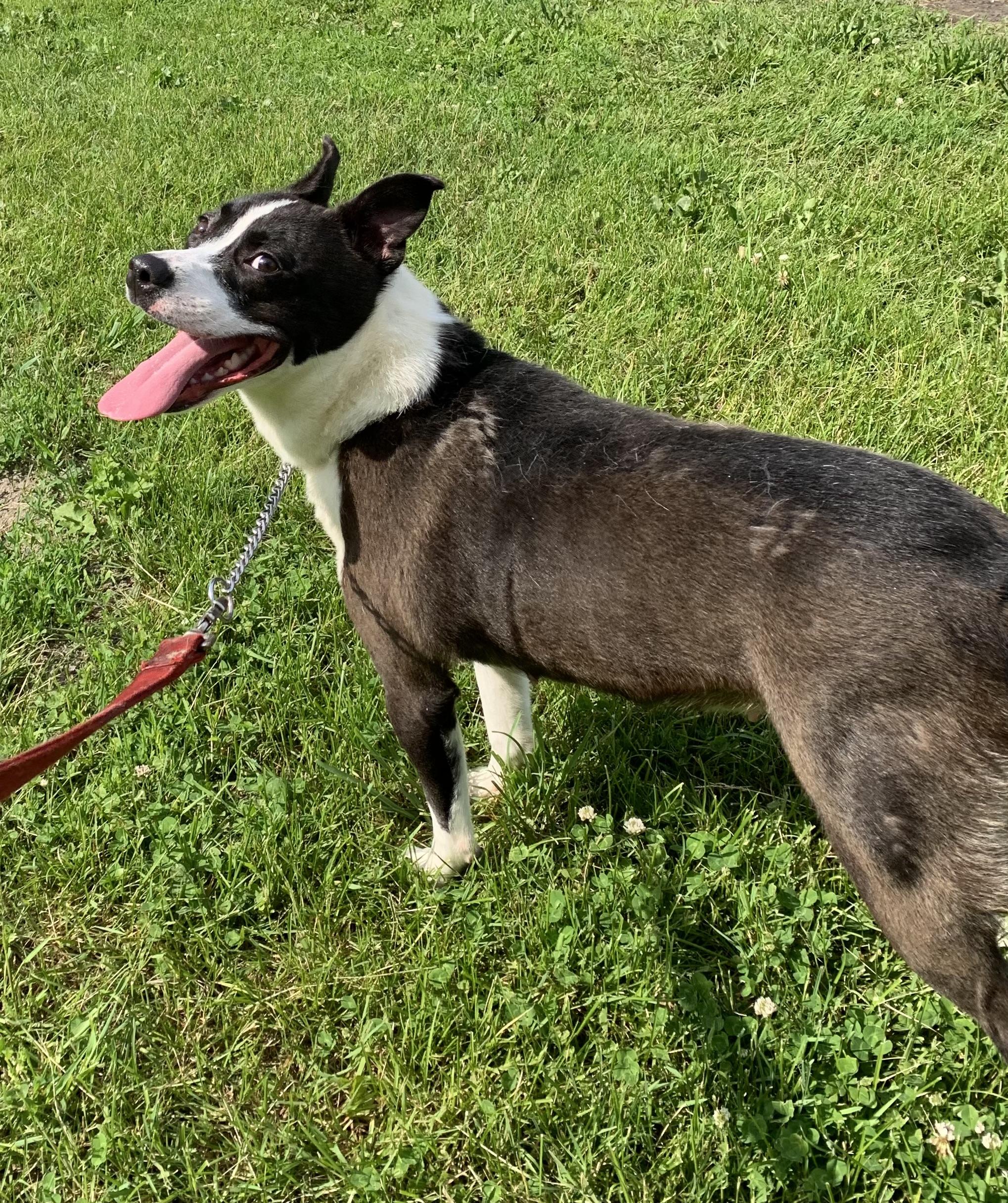 Gigi, a ADOPTABLE mixed breed in Massena, NY image 3/5