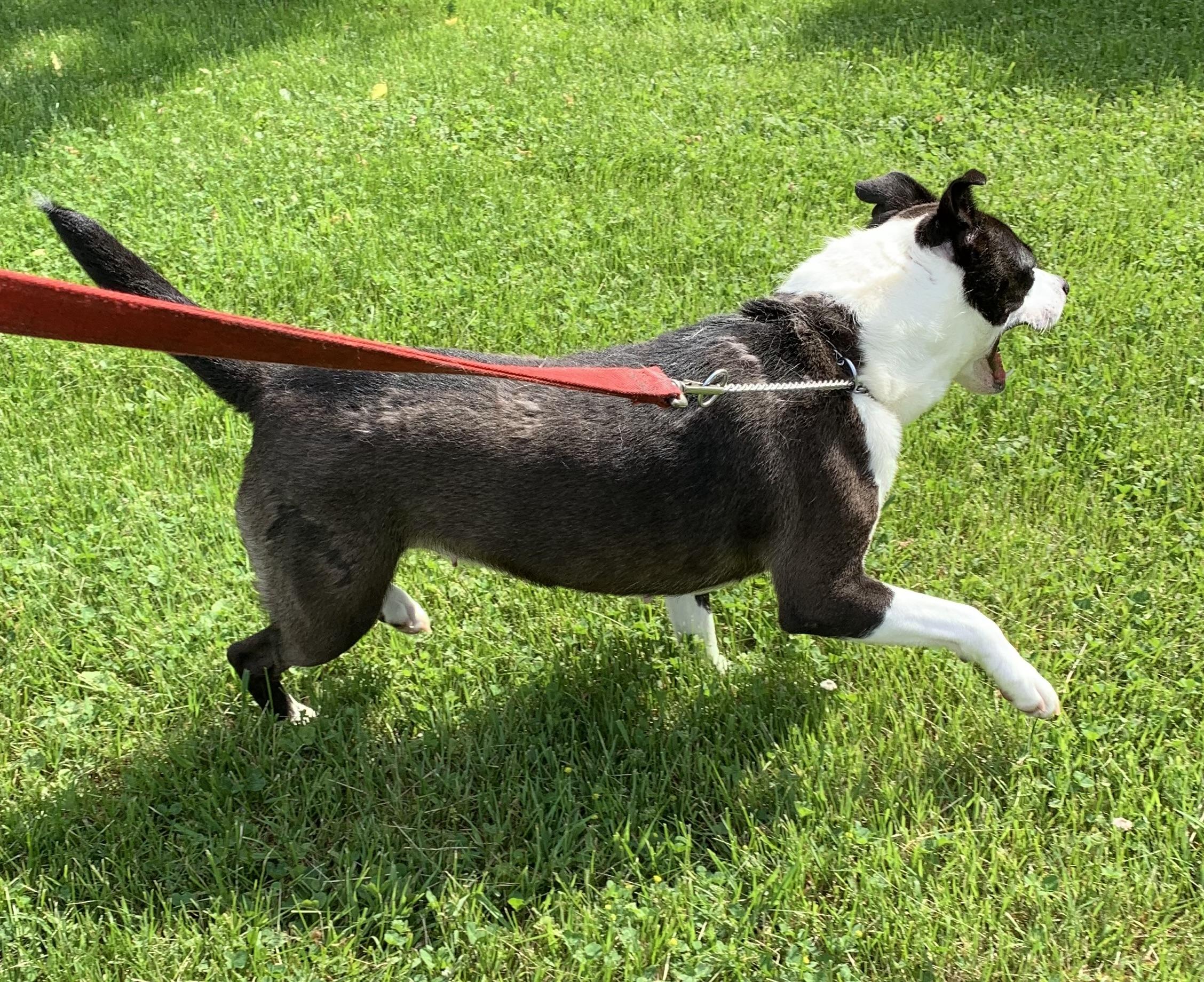 Gigi, a ADOPTABLE mixed breed in Massena, NY image 5/5