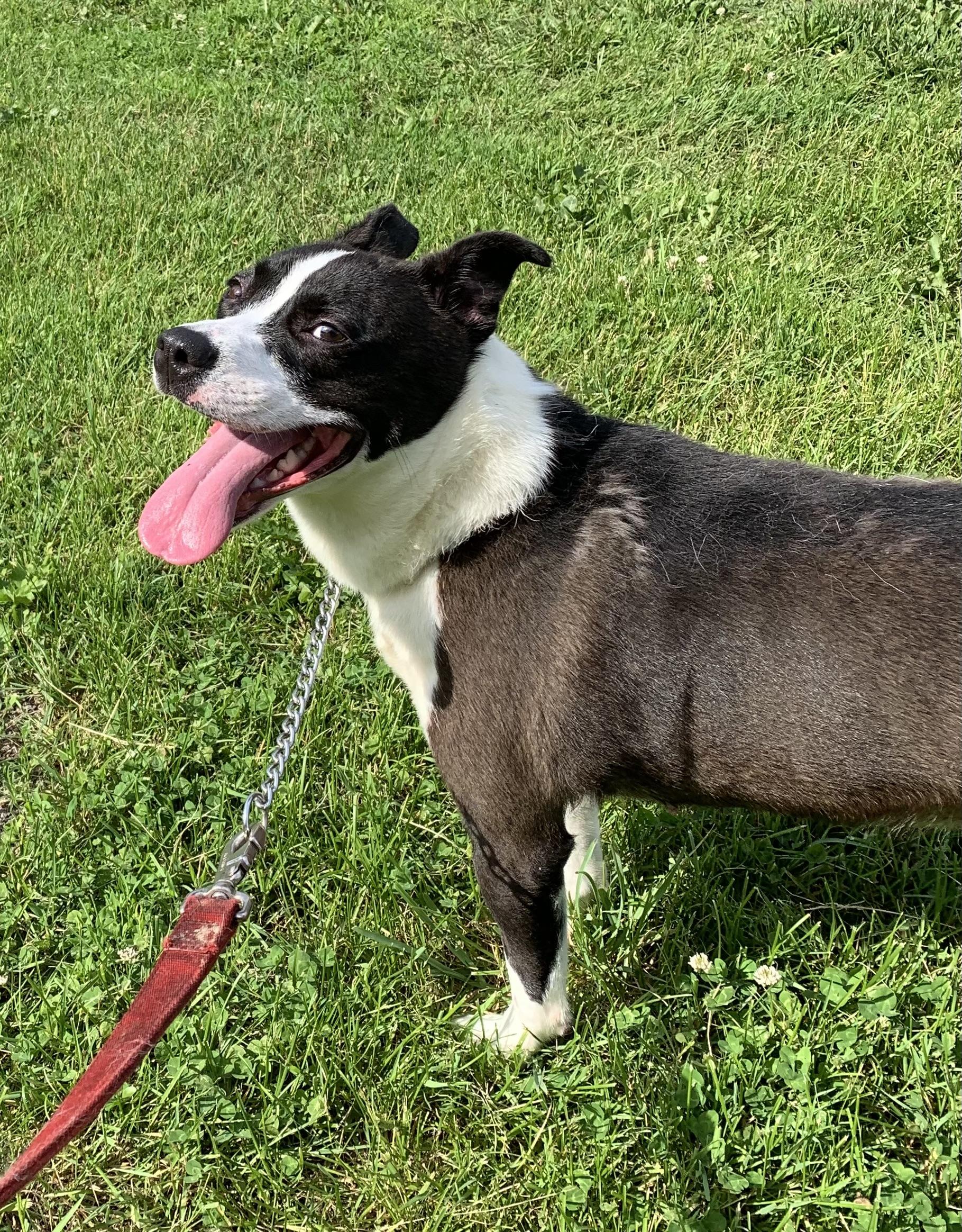Gigi, a ADOPTABLE mixed breed in Massena, NY image 4/5