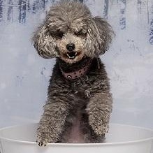 Enlarge BeBe, a Adoptable Miniature Poodle in Dripping Springs, TX image 2/6