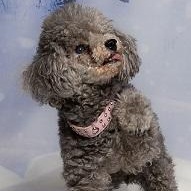 Enlarge BeBe, a Adoptable Miniature Poodle in Dripping Springs, TX image 1/6