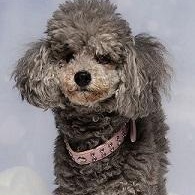 Enlarge BeBe, a Adoptable Miniature Poodle in Dripping Springs, TX image 3/6