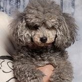 Enlarge BeBe, a Adoptable Miniature Poodle in Dripping Springs, TX image 5/6