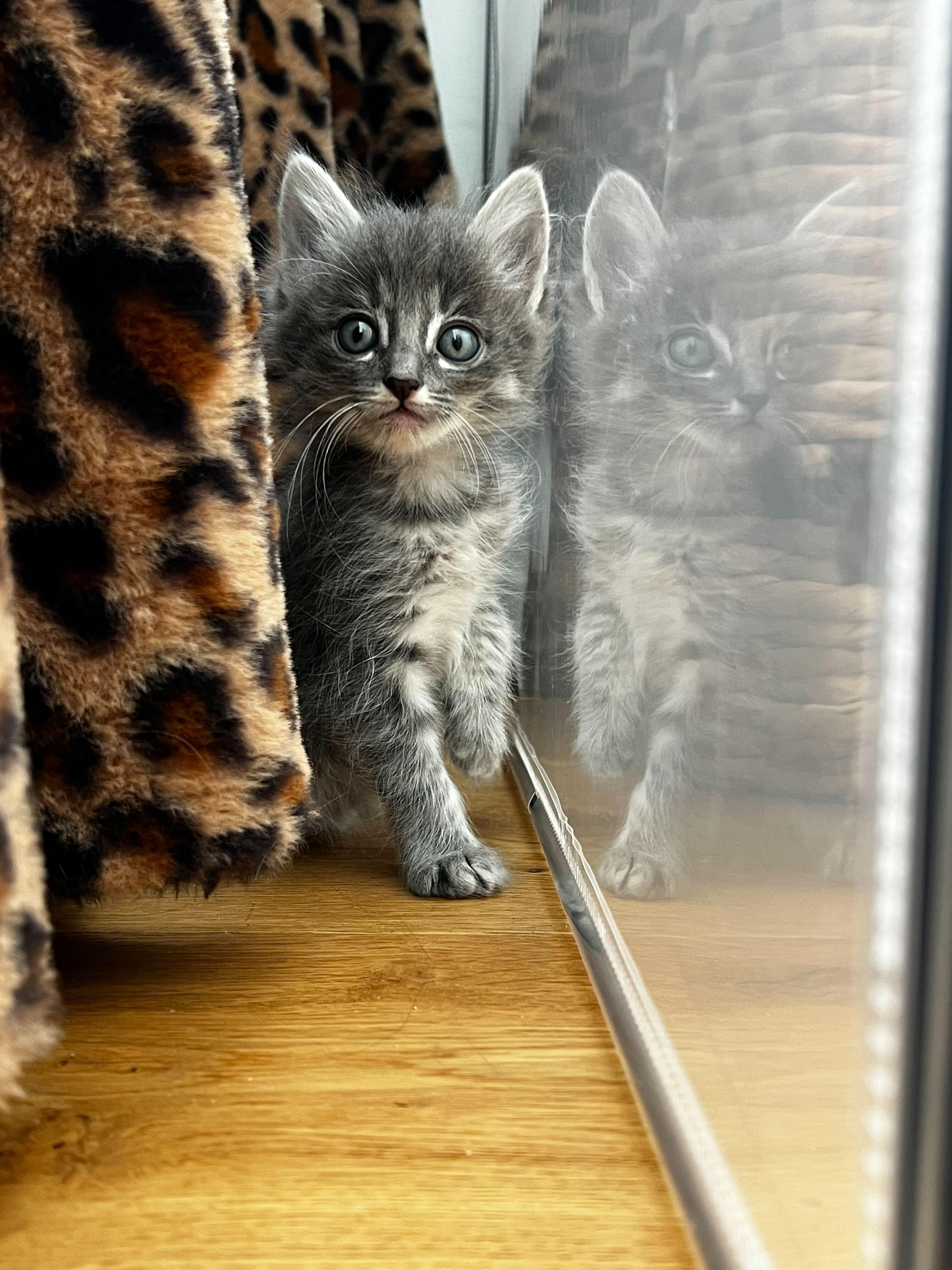 Maeve, a ADOPTABLE Domestic Medium Hair in Santa Monica, CA image 2/4