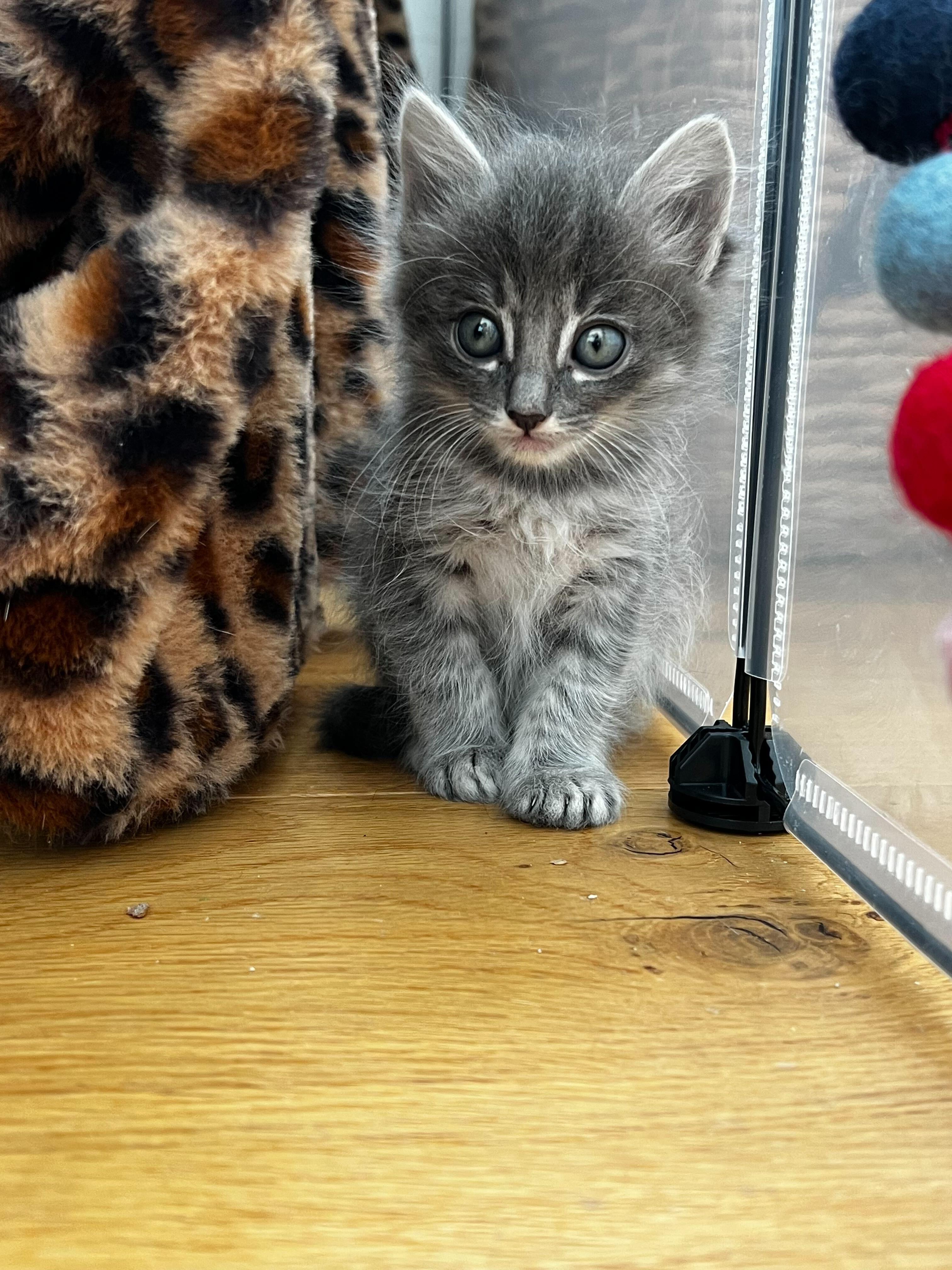 Maeve, a ADOPTABLE Domestic Medium Hair in Santa Monica, CA image 3/4