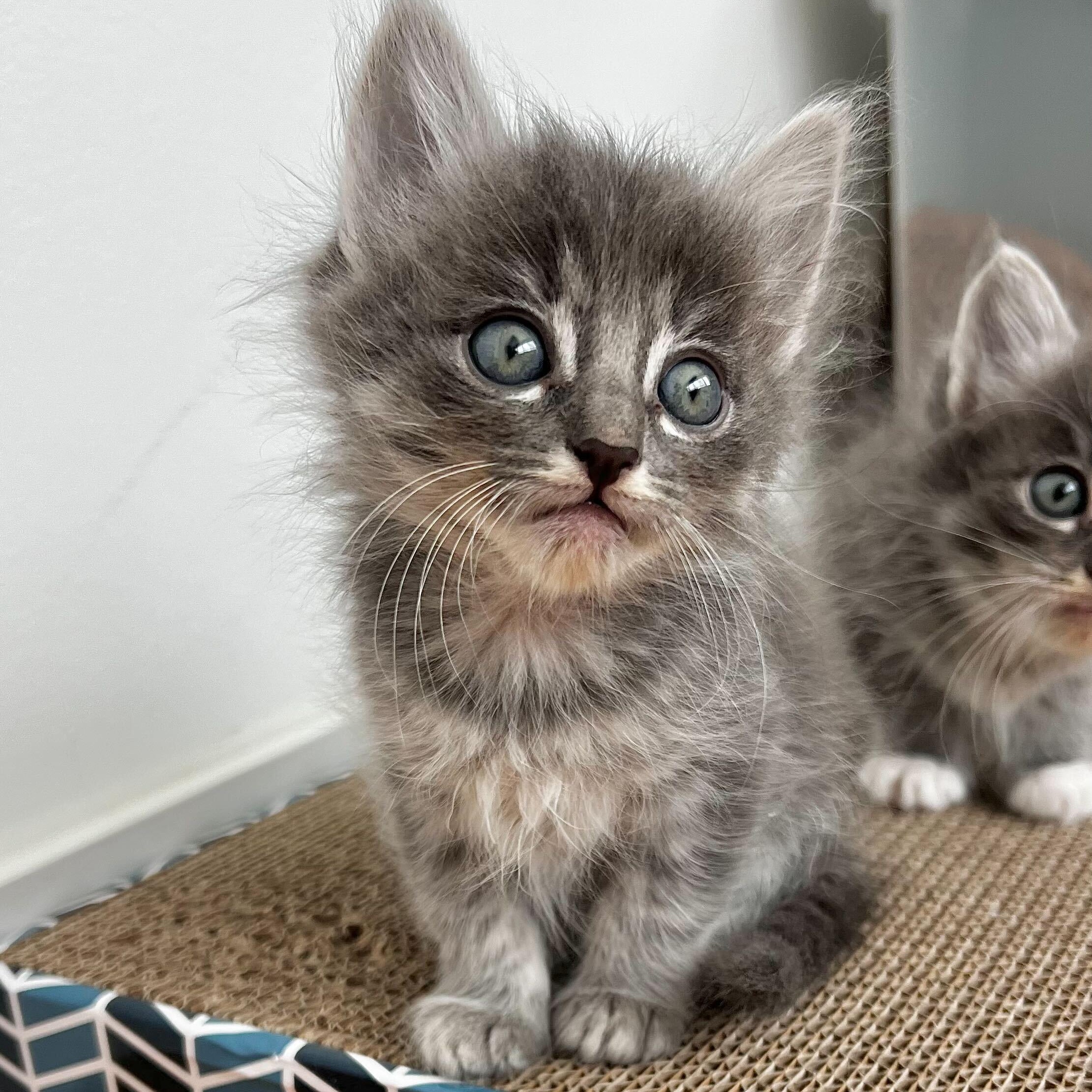 Maeve, ADOPTABLE, Kitten Female Domestic Medium Hair.