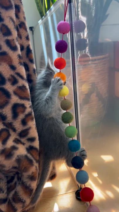 Enlarge Maeve, a ADOPTABLE Domestic Medium Hair in Santa Monica, CA video 4/4