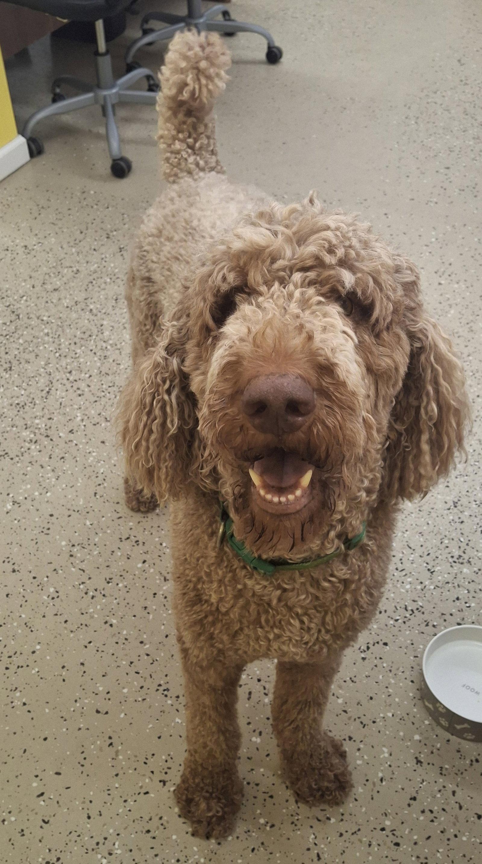 Hobbs, Adopted, Adult Male Standard Poodle.
