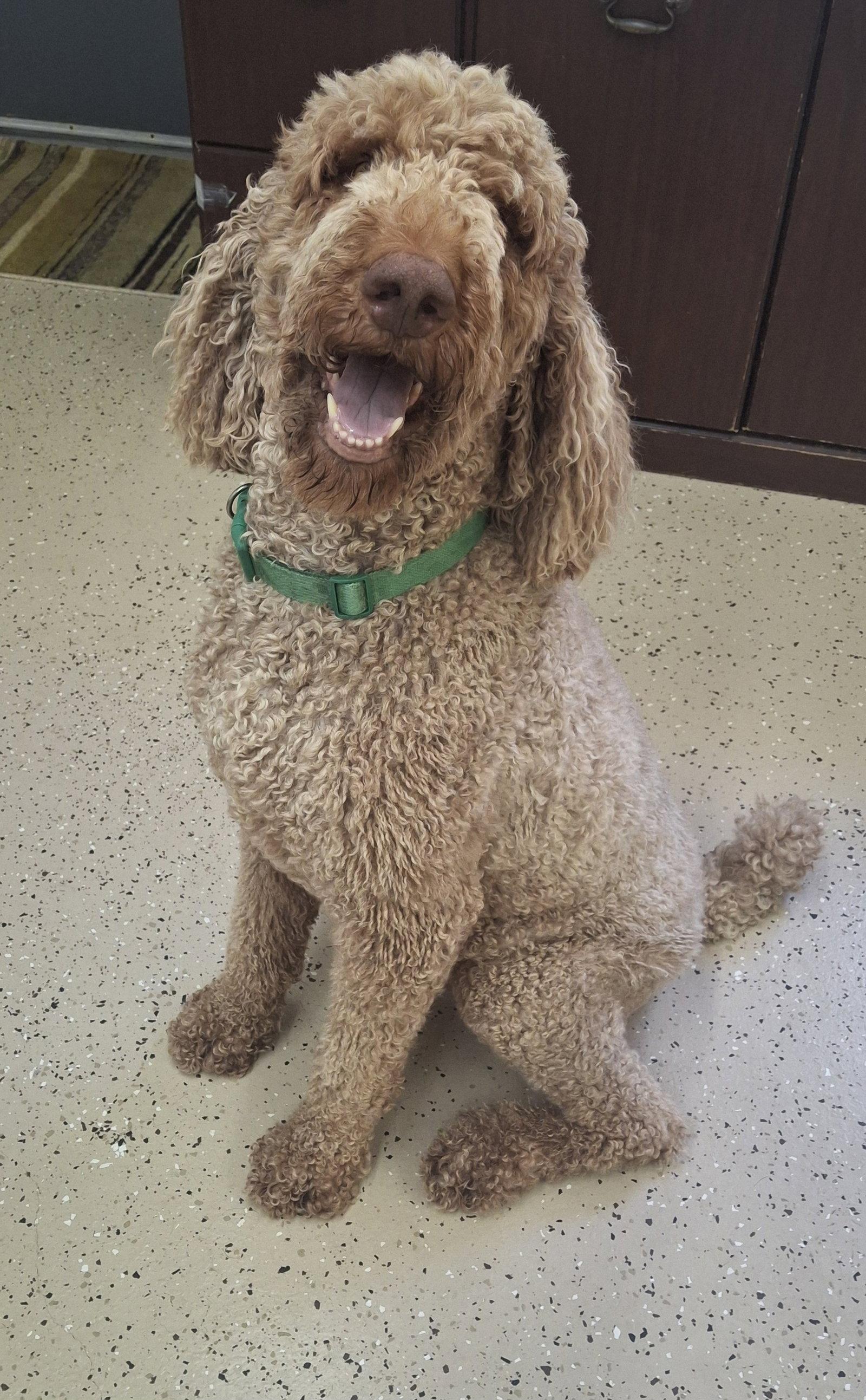 Enlarge Hobbs, a Adopted Standard Poodle in York, SC image 2/3
