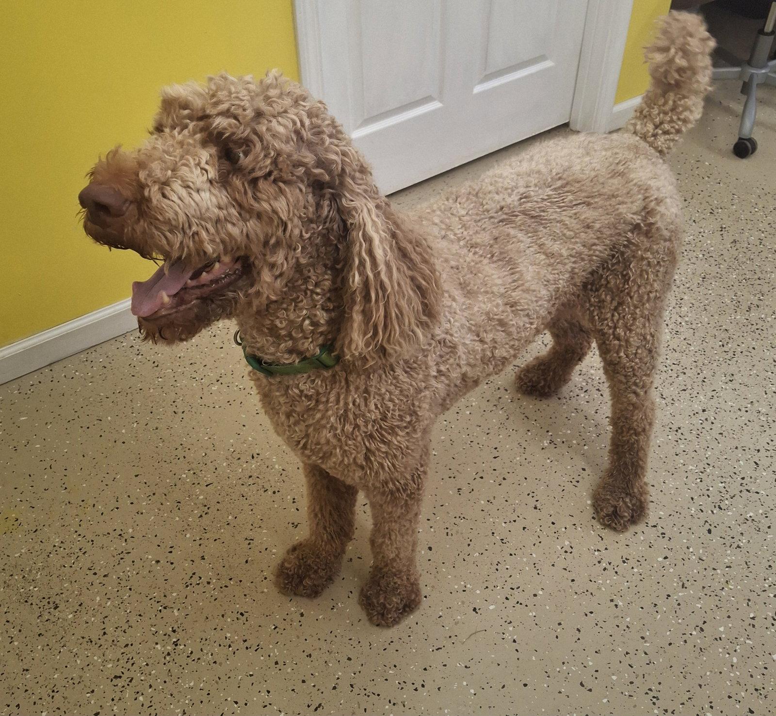 Enlarge Hobbs, a Adopted Standard Poodle in York, SC image 3/3