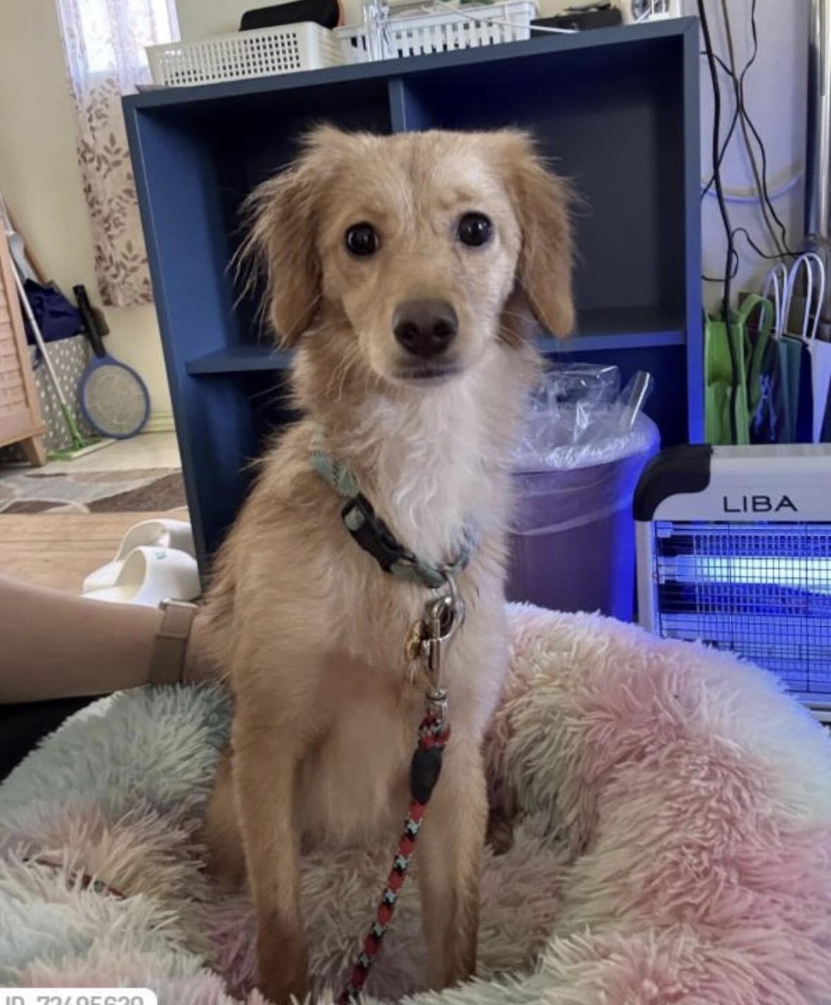 Indy, adopted, Young Female Golden Retriever & Spaniel.