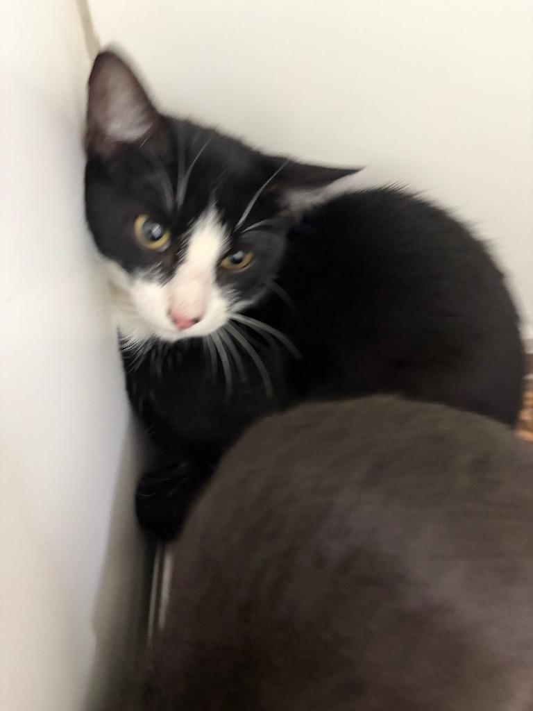 Sarah, Adoptable, Kitten Female American Shorthair.