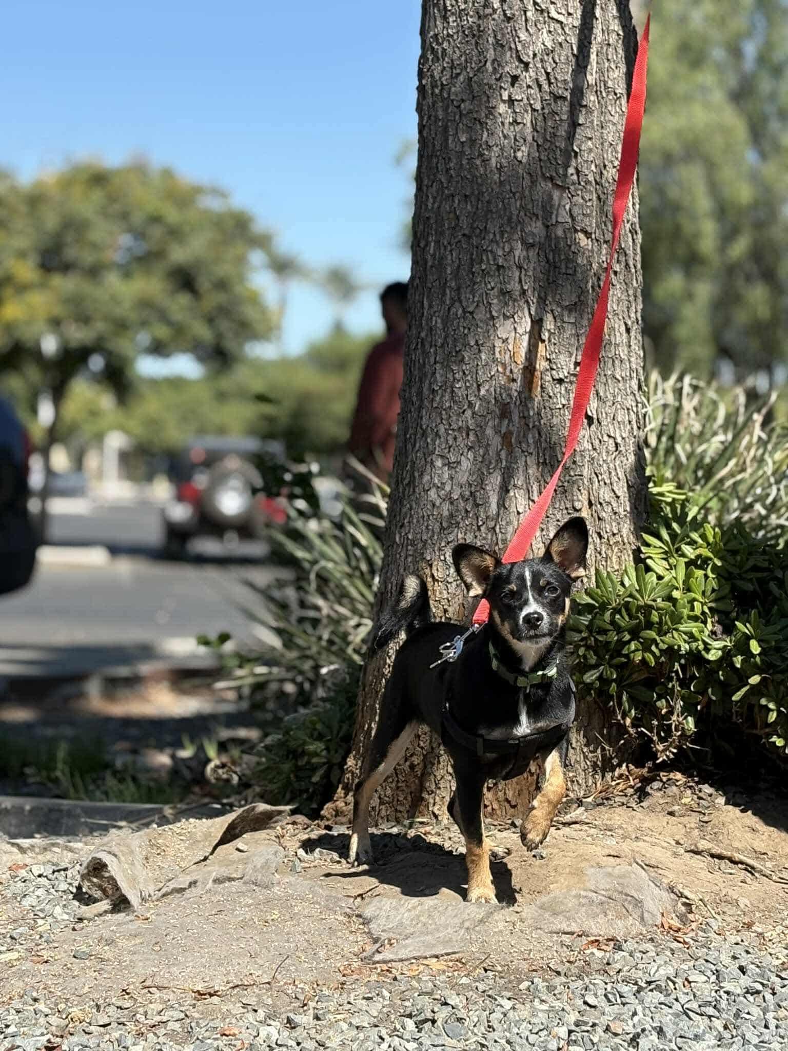 Rocky, Adoptable, Puppy Male Chihuahua.