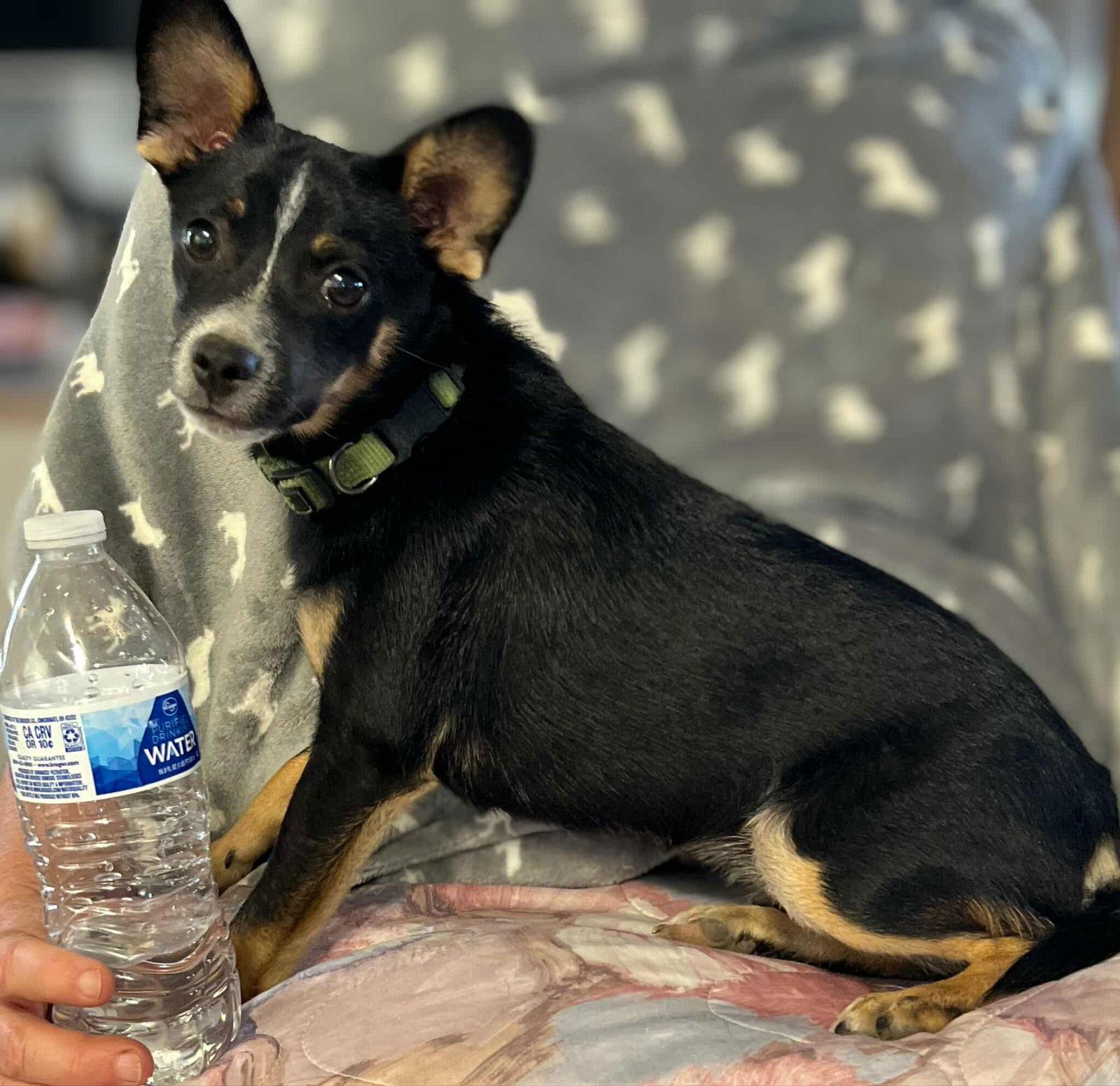 Enlarge Rocky, a Adoptable Chihuahua in Visalia, CA image 2/3