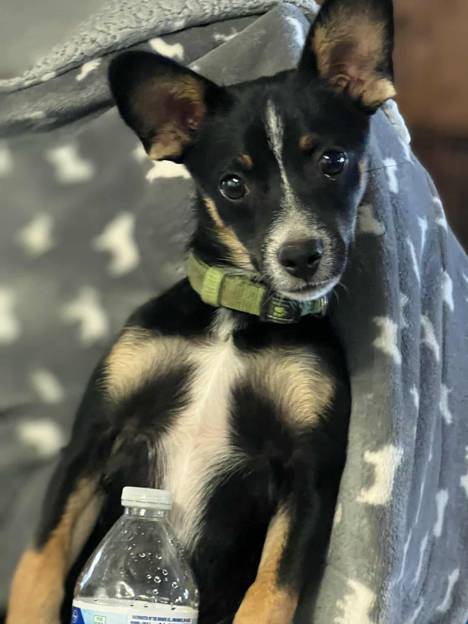 Enlarge Rocky, a Adoptable Chihuahua in Visalia, CA image 3/3