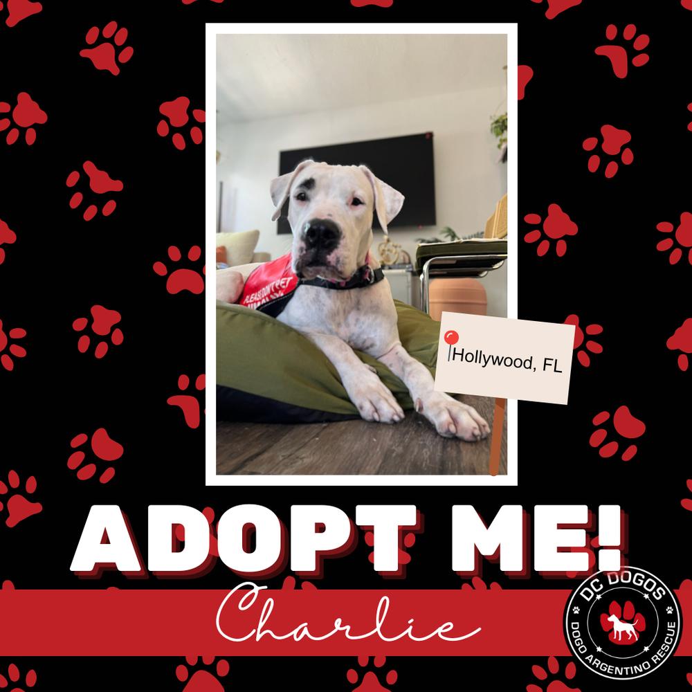 Enlarge Charlie, a ADOPTABLE Dogo Argentino in Tampa, FL image 1/1