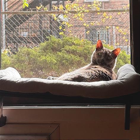 Savannah, Adoptable, Senior Female Domestic Short Hair.