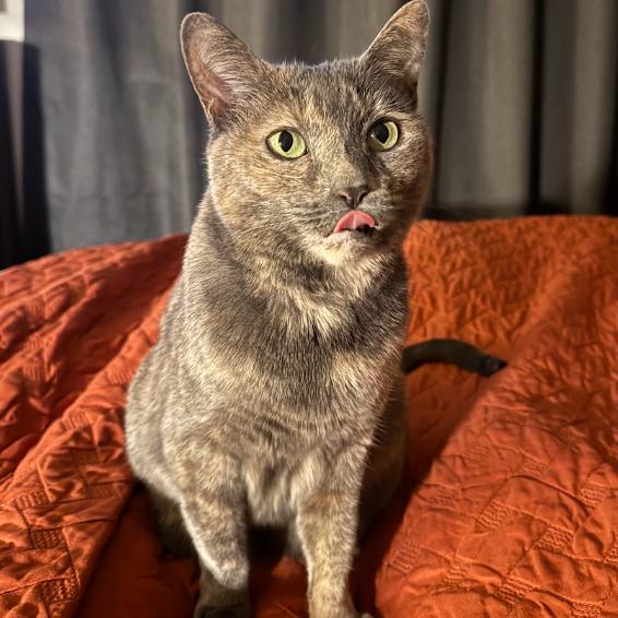 Savannah, a Adoptable Domestic Short Hair in Chicago, IL image 2/6