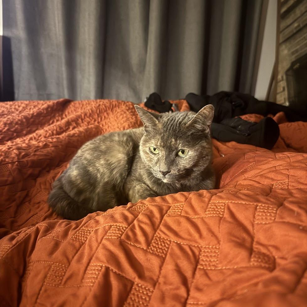 Savannah, a Adoptable Domestic Short Hair in Chicago, IL image 3/6