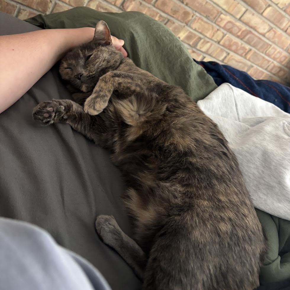 Savannah — thumbnail 2