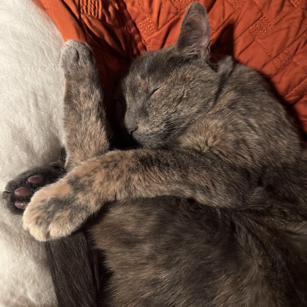Savannah, a Adoptable Domestic Short Hair in Chicago, IL image 5/6