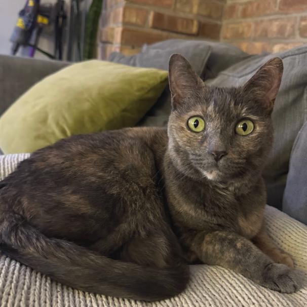 Savannah, a Adoptable Domestic Short Hair in Chicago, IL image 6/6