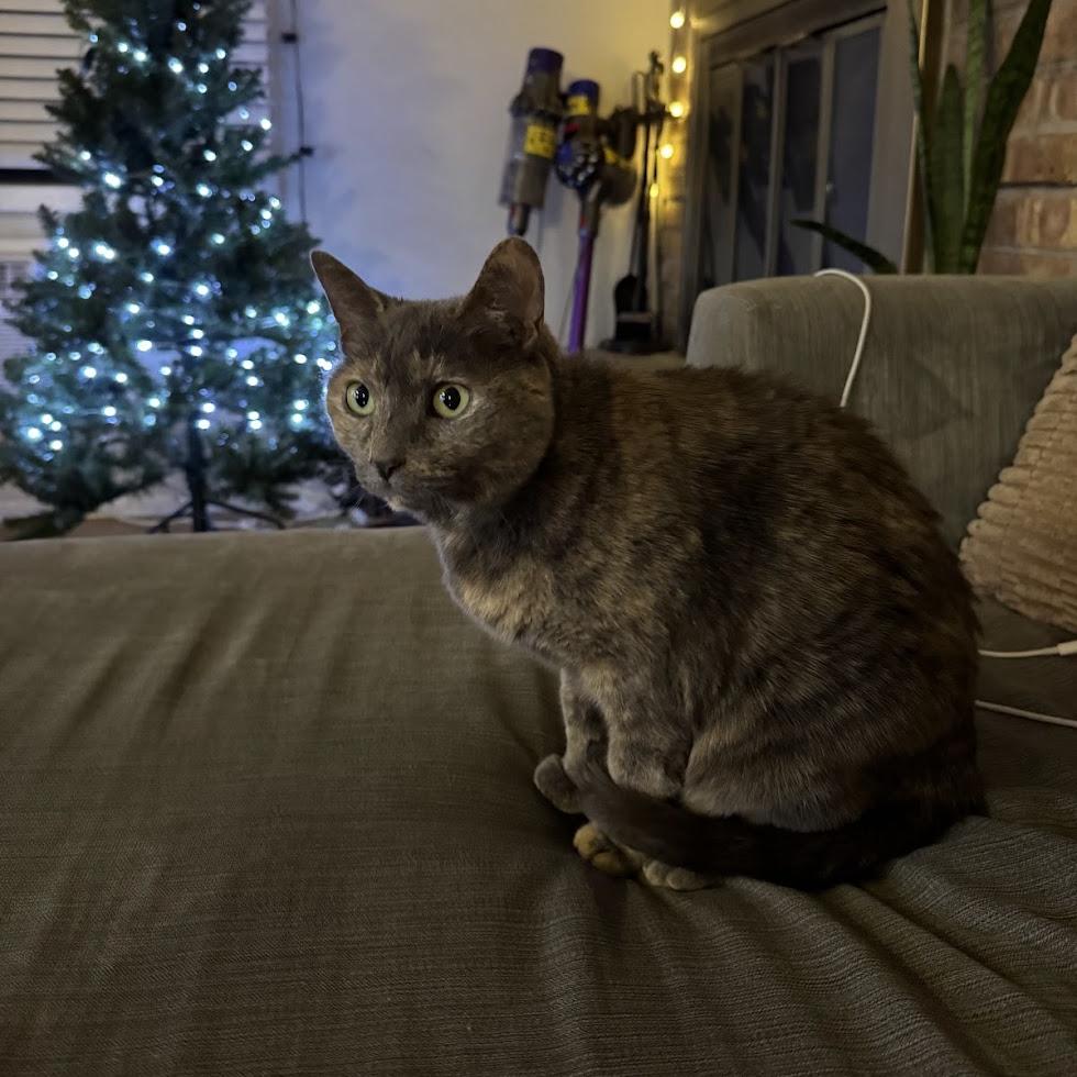 Savannah — thumbnail 5