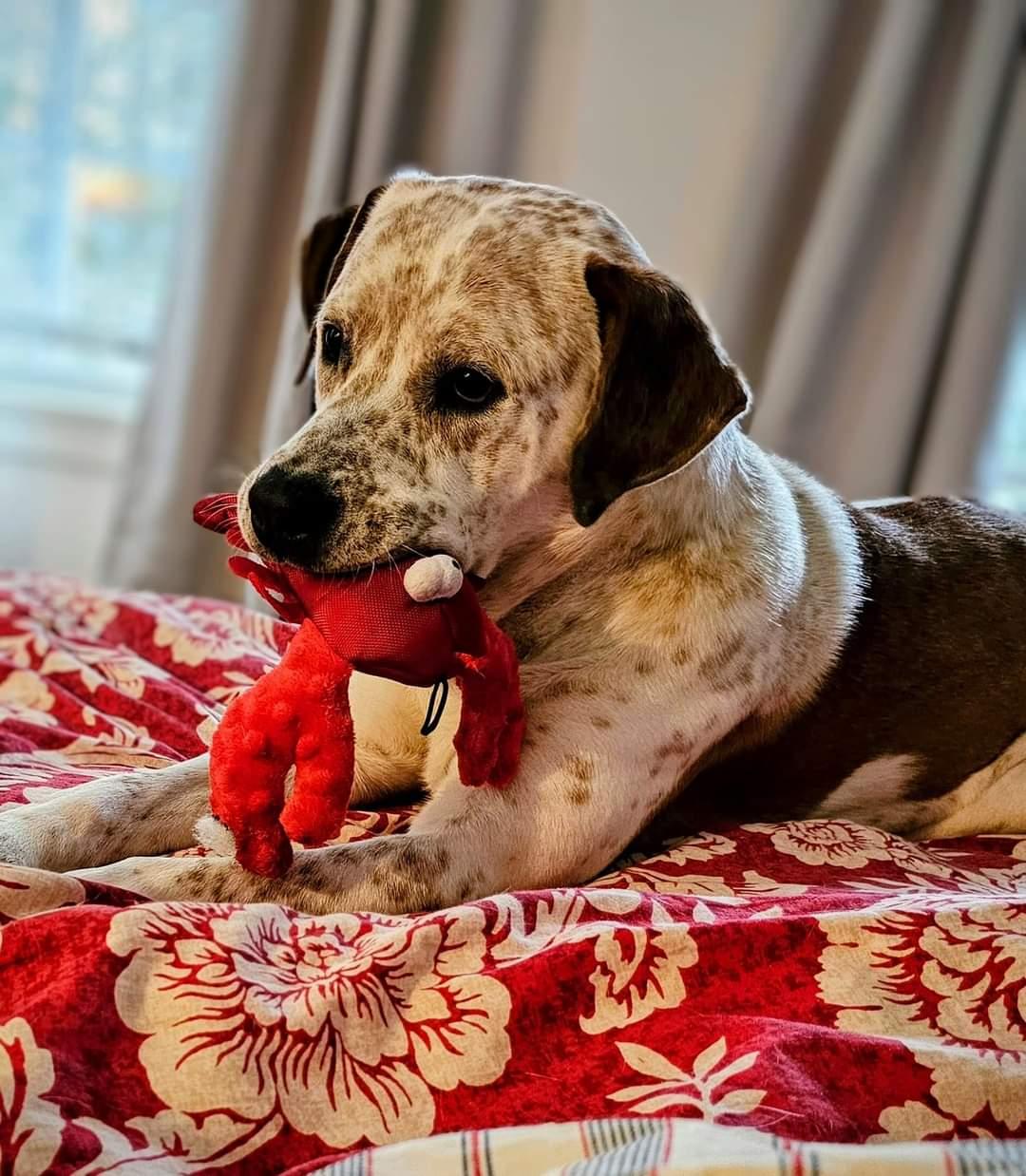 Dylan, Adoptable, Young Male American Staffordshire Terrier.