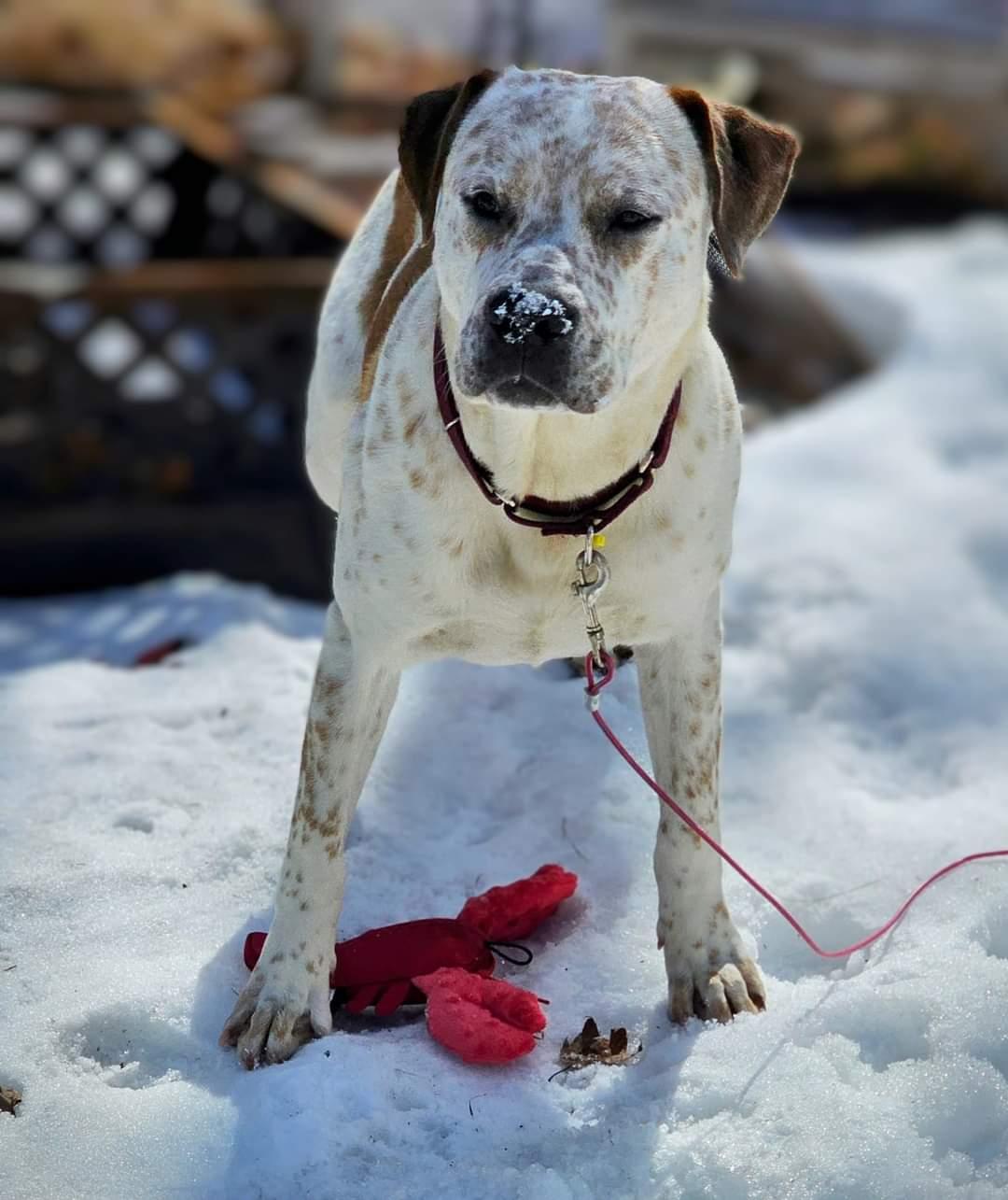 Enlarge Dylan, a Adoptable American Staffordshire Terrier in Hewitt, NJ image 2/3