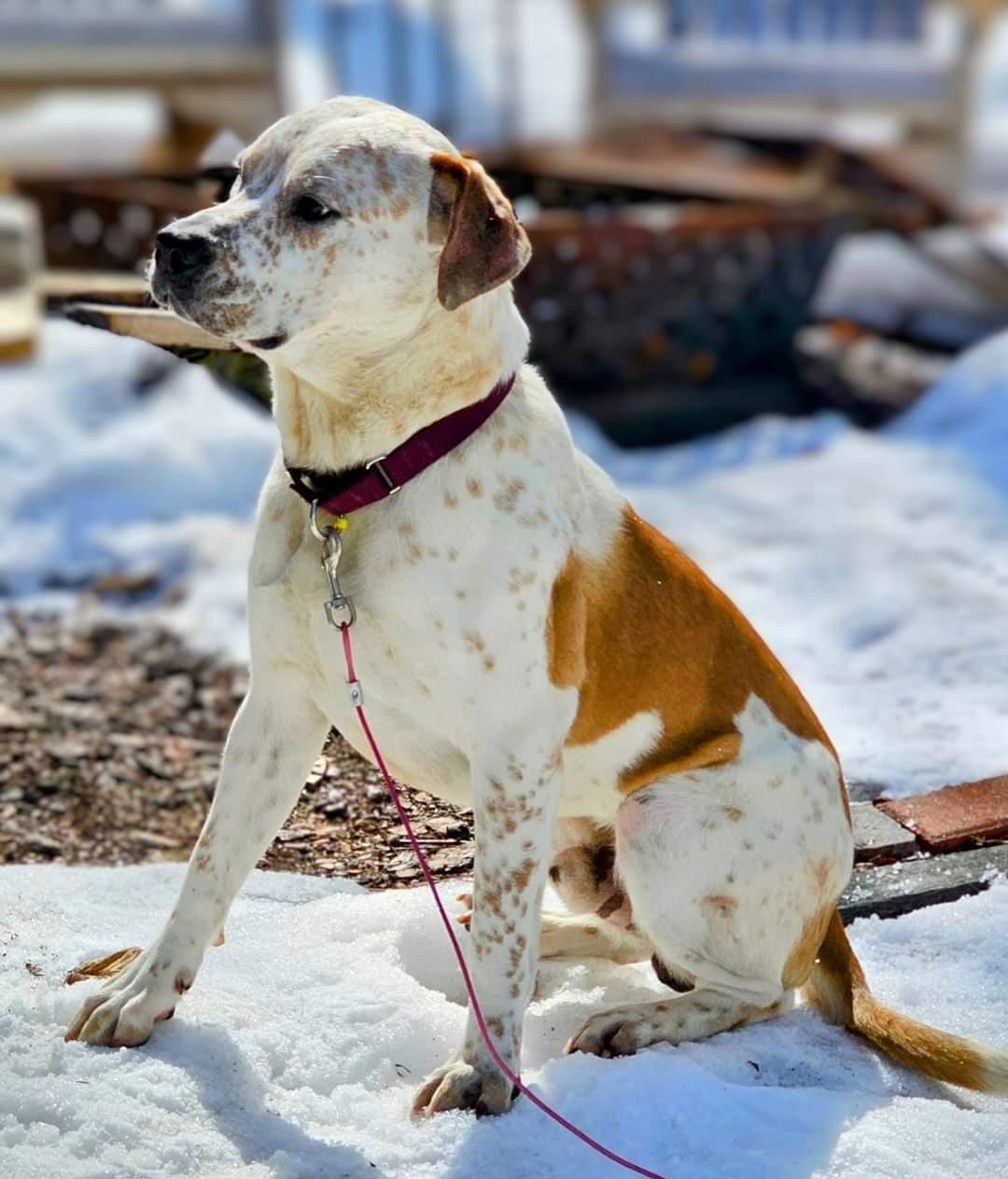 Enlarge Dylan, a Adoptable American Staffordshire Terrier in Hewitt, NJ image 3/3